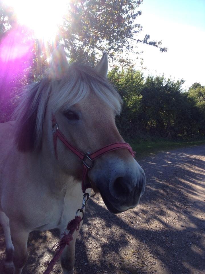 Fjordhest Shadow billede 6