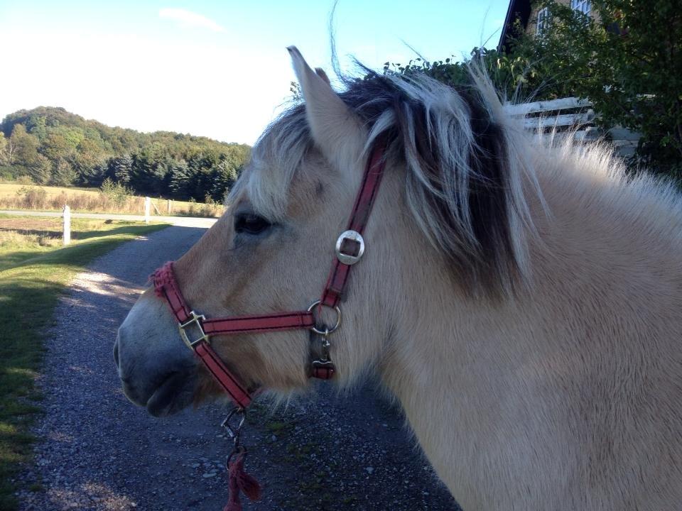 Fjordhest Shadow billede 7