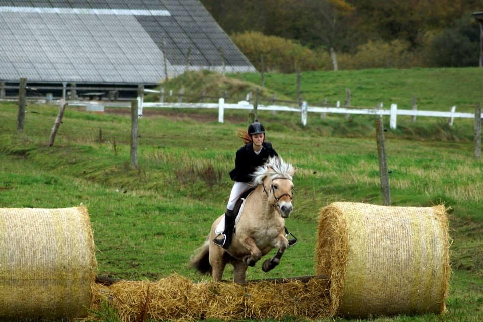 Fjordhest Shadow billede 8