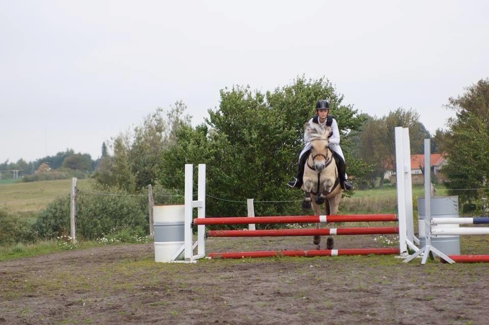 Fjordhest Shadow - Klubmesterskab! 3. Plads <3 :-* billede 9