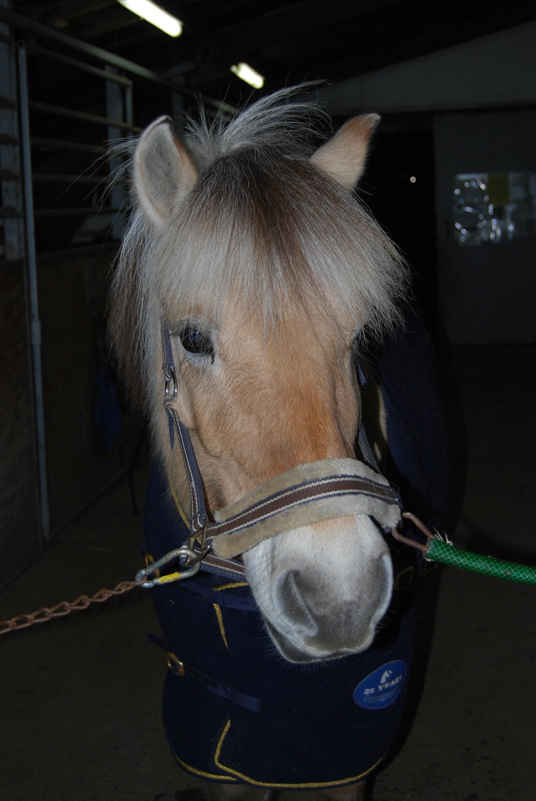 Fjordhest Shadow - Bby <3 billede 1