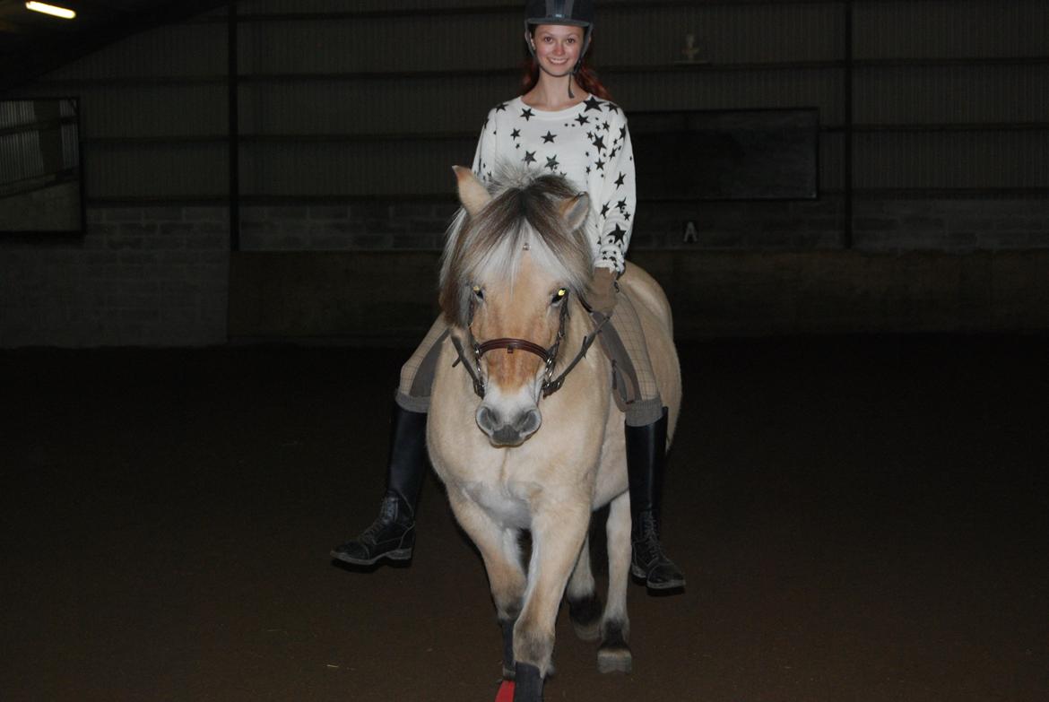 Fjordhest Shadow billede 10