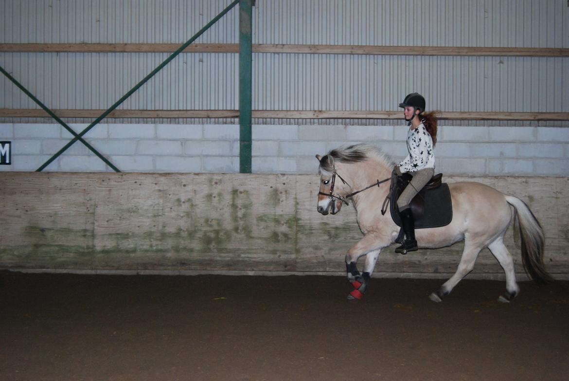 Fjordhest Shadow billede 11