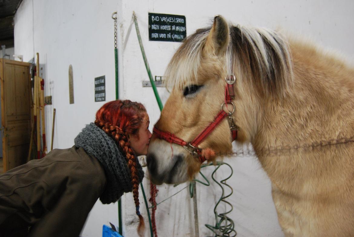 Fjordhest Shadow - There is a love between you and me. Baby I'll always love you billede 13