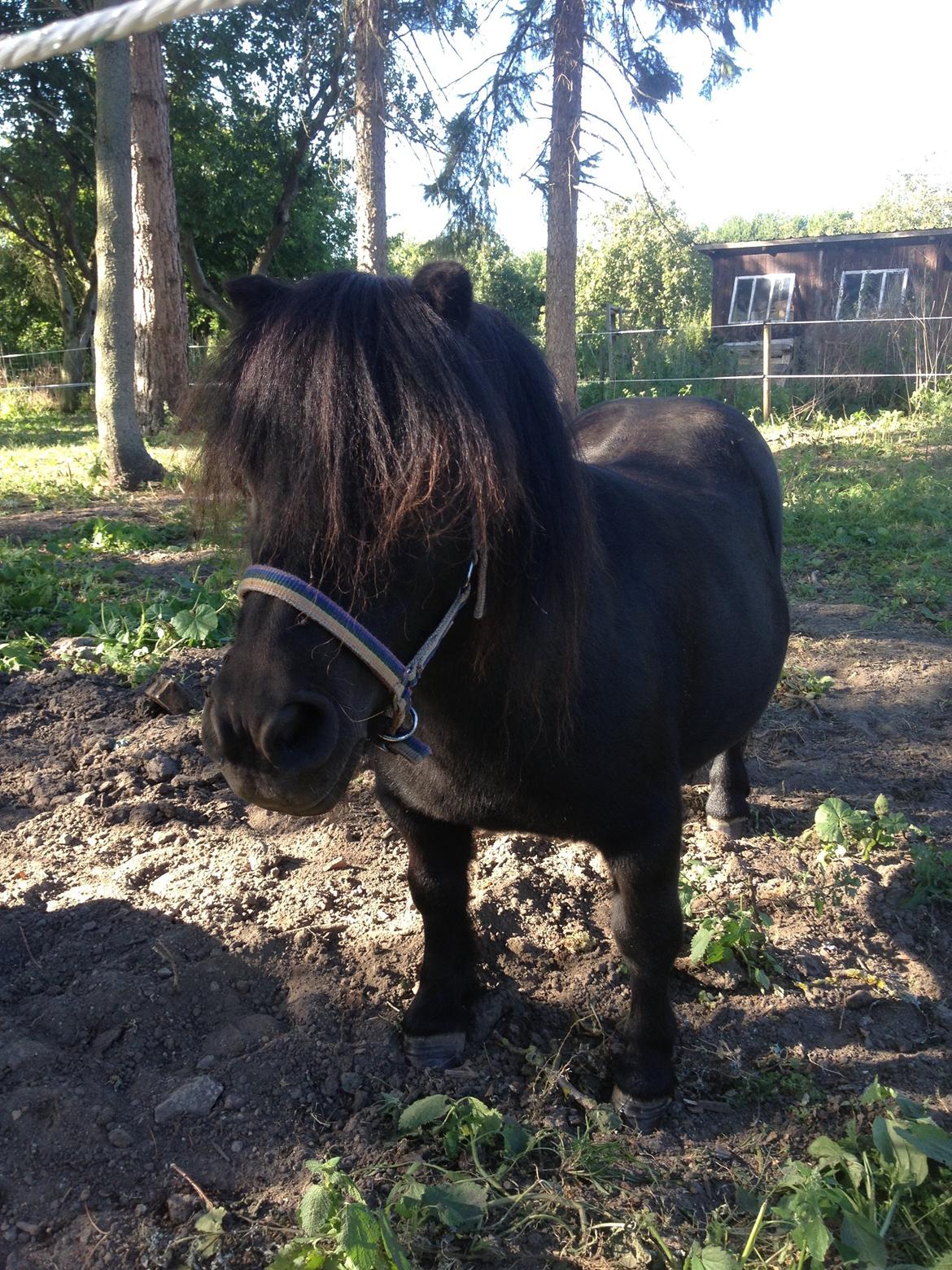Shetlænder Buster. Tidl pony nu bosat hos Anette i det jyske billede 1