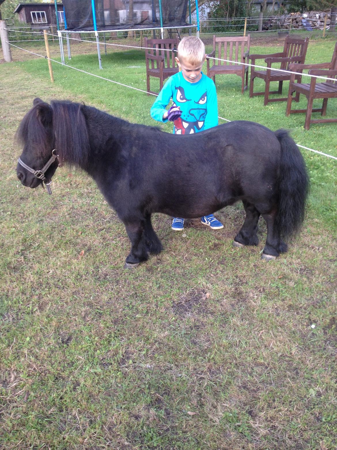 Shetlænder Buster. Tidl pony nu bosat hos Anette i det jyske billede 2