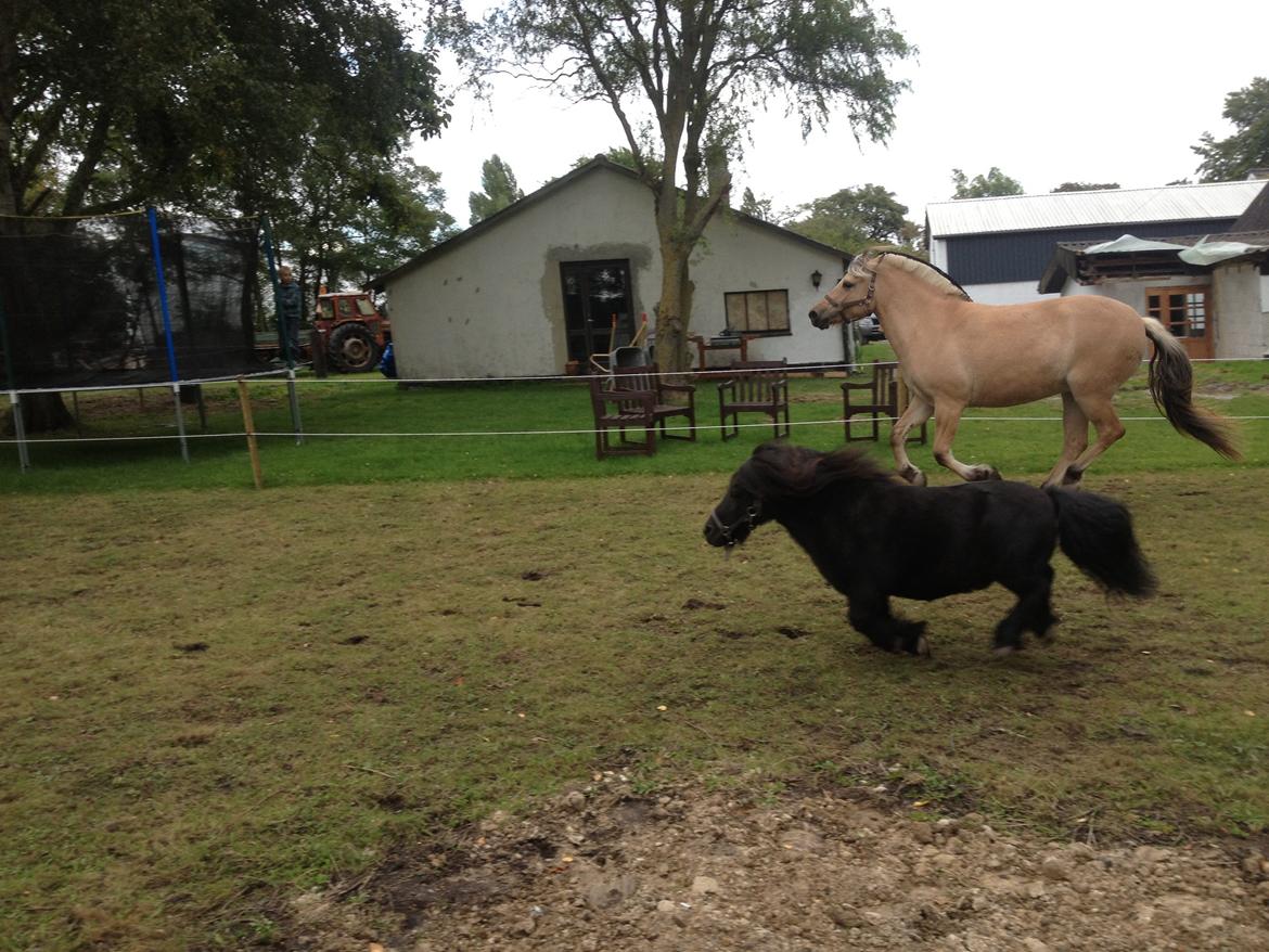 Shetlænder Buster. Tidl pony nu bosat hos Anette i det jyske billede 3