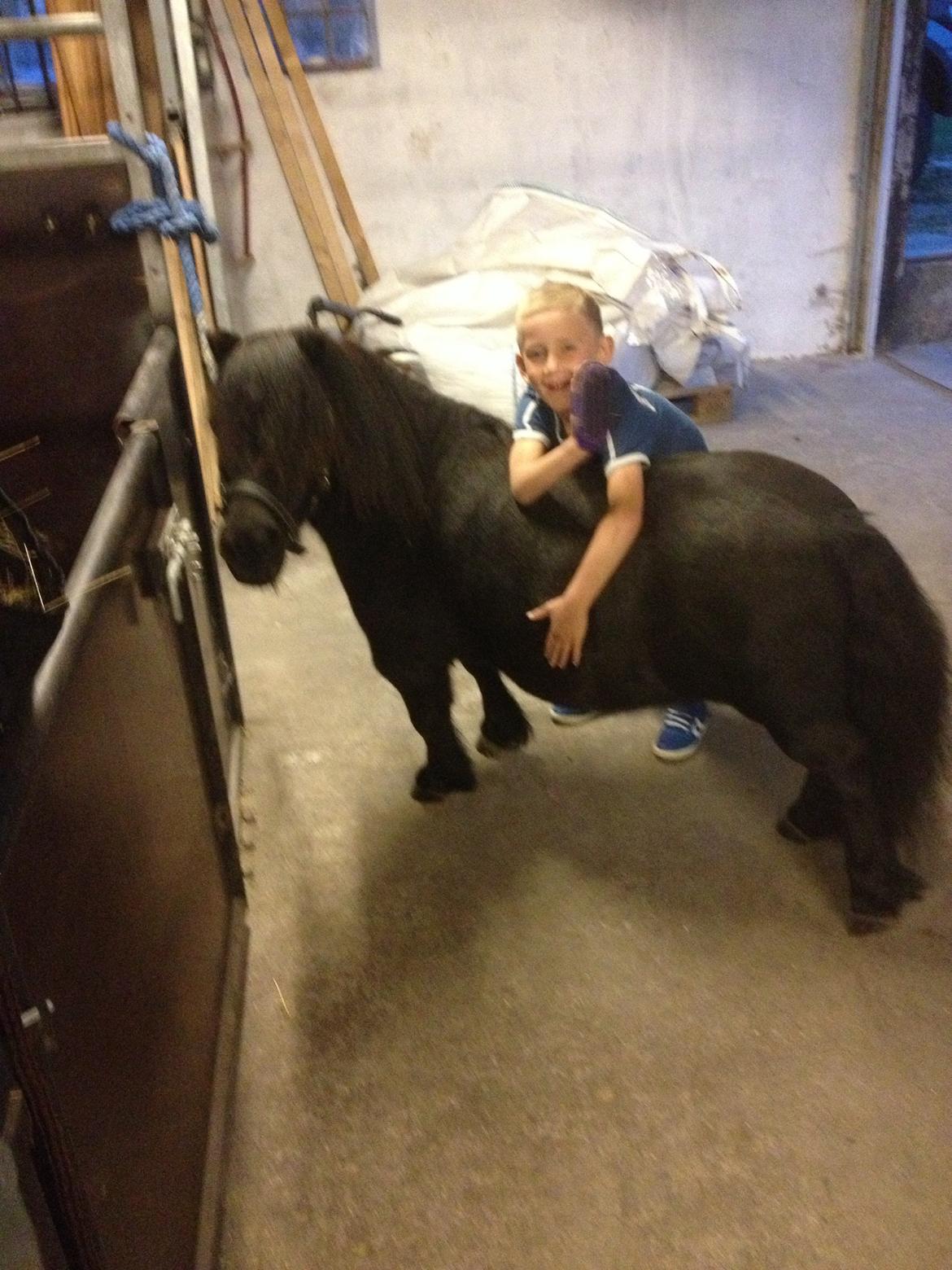 Shetlænder Buster. Tidl pony nu bosat hos Anette i det jyske billede 4