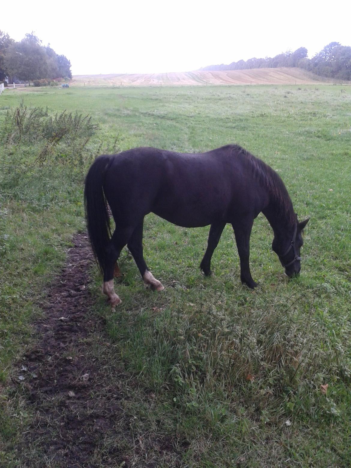 Oldenborg Connie - I regnvejr billede 15