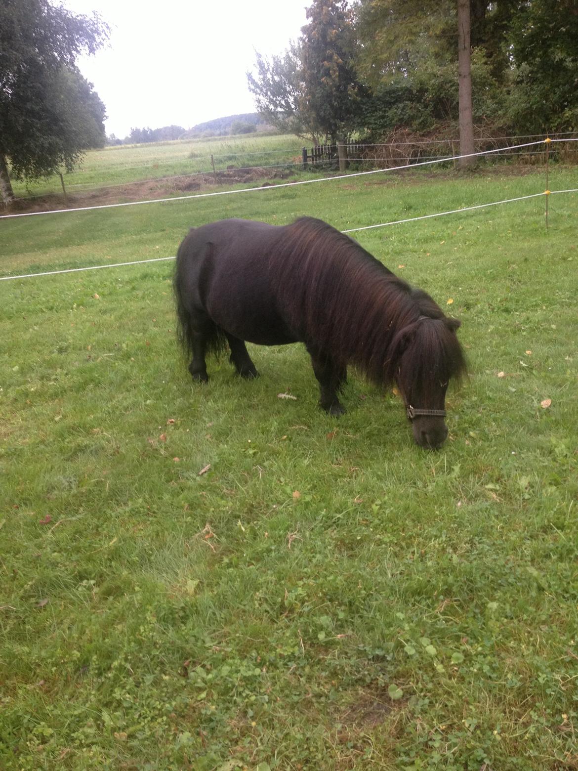 Shetlænder Buster. Tidl pony nu bosat hos Anette i det jyske billede 5