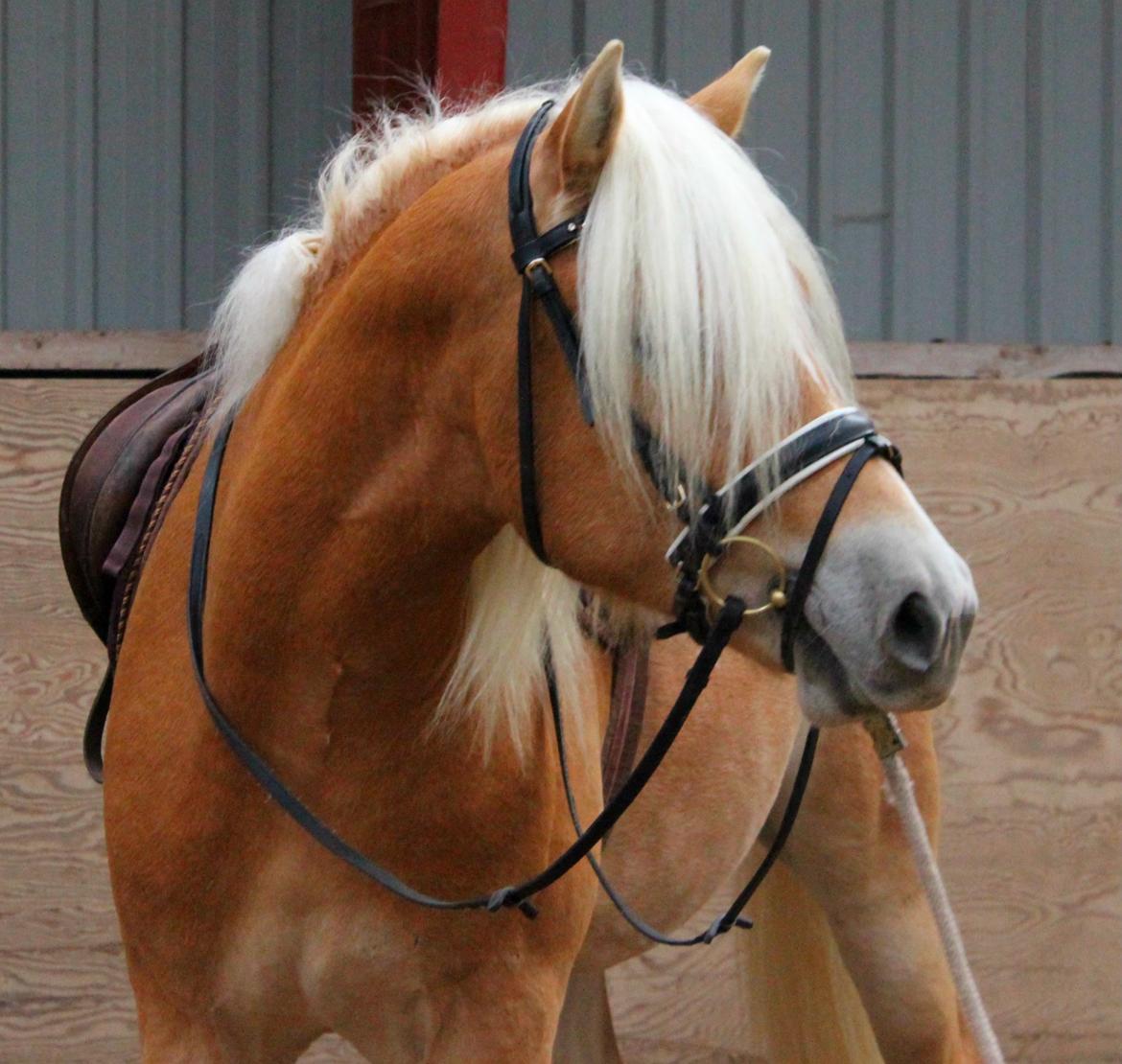 Tyroler Haflinger Stallone af Elghuset *AVLSHINGST* billede 19