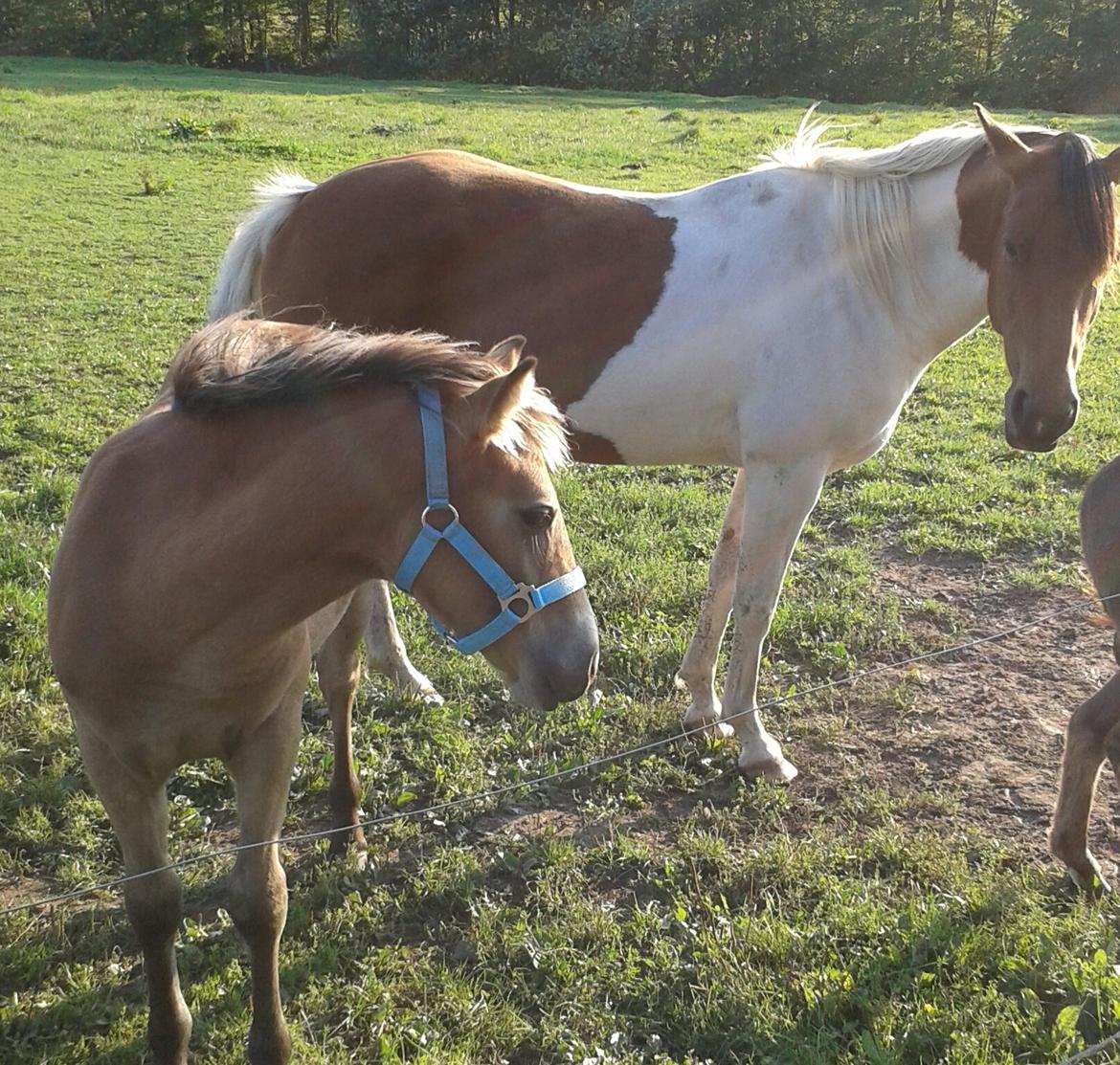 Anden særlig race Elmely"s Beauty <3 - Beauty og hans mor
Corona Blue billede 37