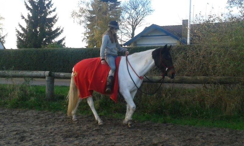 Pinto Gaasdal's Dushess *dysse* My everything - Ridning hæhæ xD billede 14