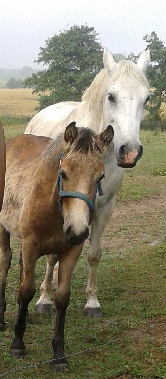 Anden særlig race Søvinds Silvermoon <3 R.I.P <3 :'( billede 21