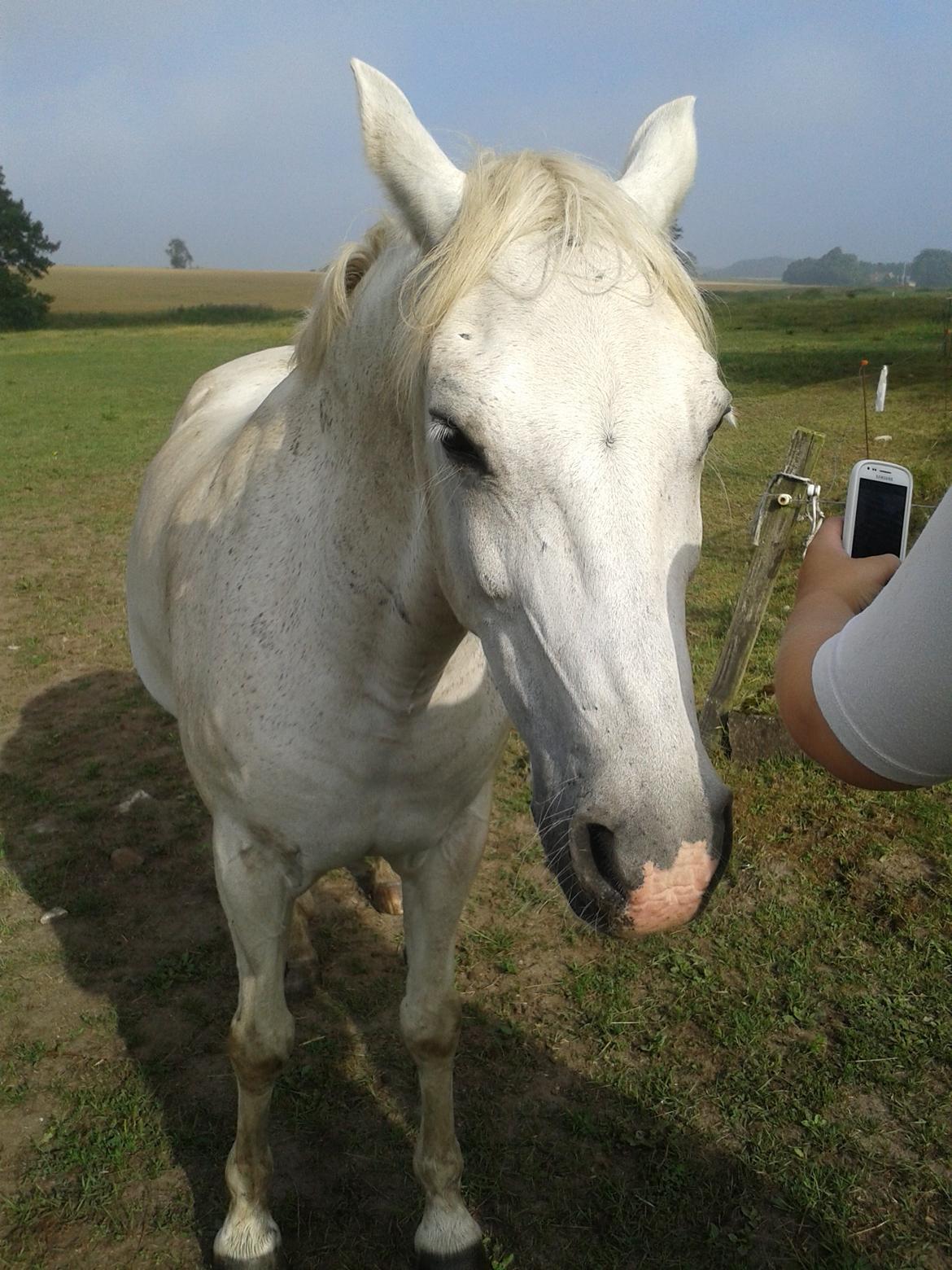 Anden særlig race Søvinds Silvermoon <3 R.I.P <3 :'( billede 22