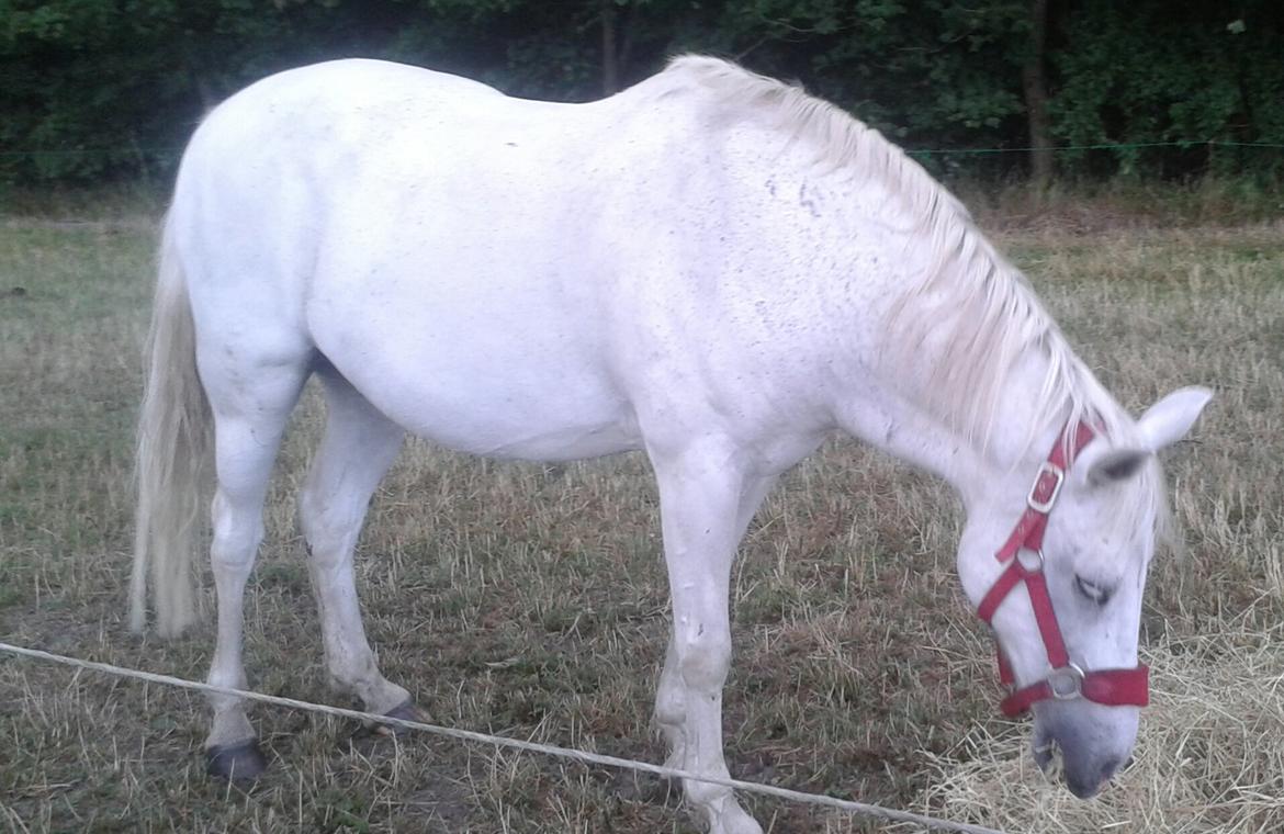 Anden særlig race Søvinds Silvermoon <3 R.I.P <3 :'( billede 23