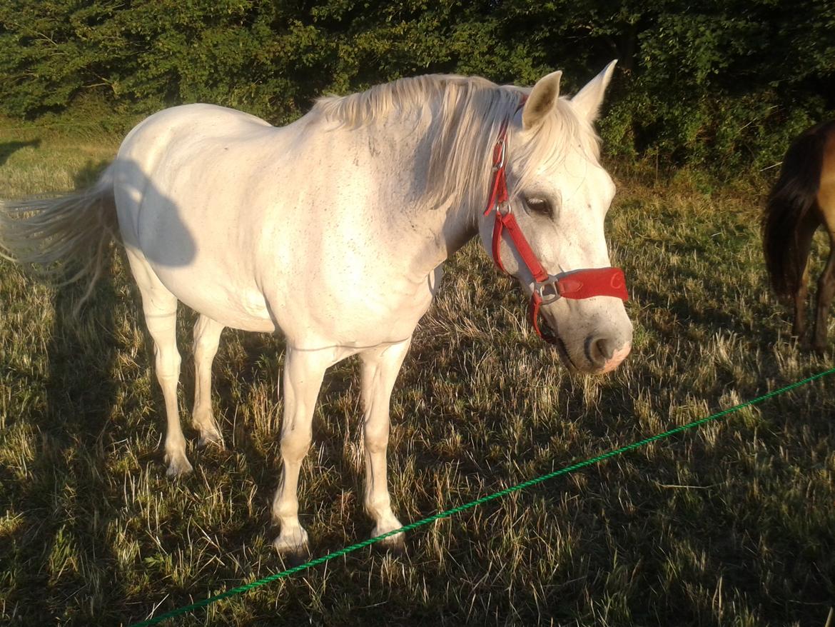 Anden særlig race Søvinds Silvermoon <3 R.I.P <3 :'( billede 24