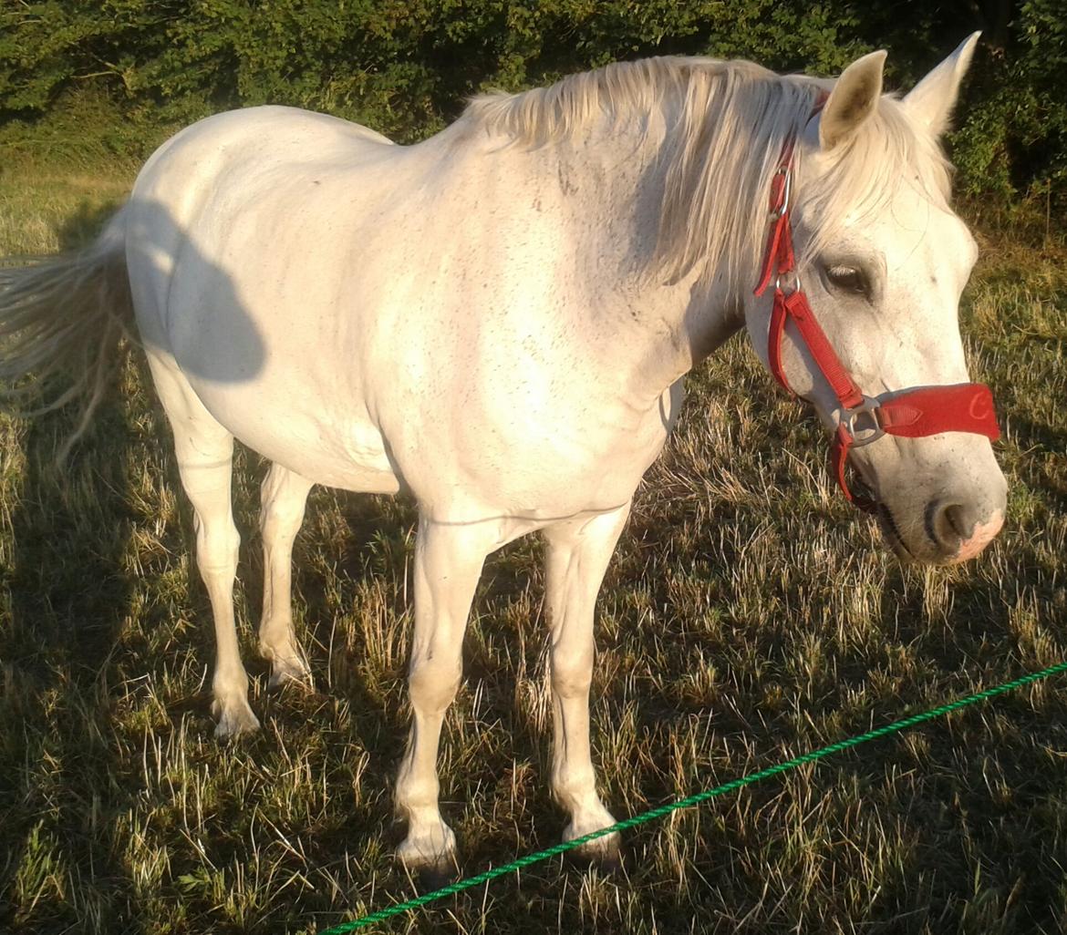 Anden særlig race Søvinds Silvermoon <3 R.I.P <3 :'( billede 25