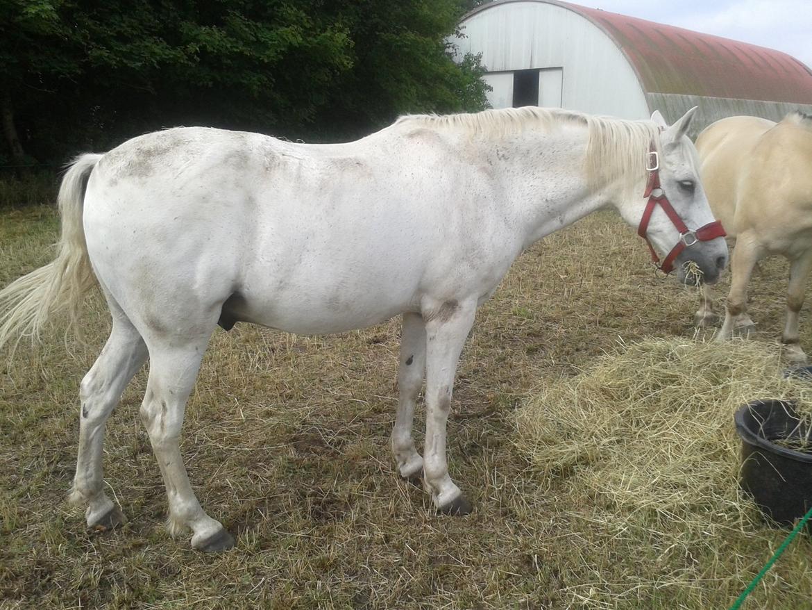 Anden særlig race Søvinds Silvermoon <3 R.I.P <3 :'( billede 26
