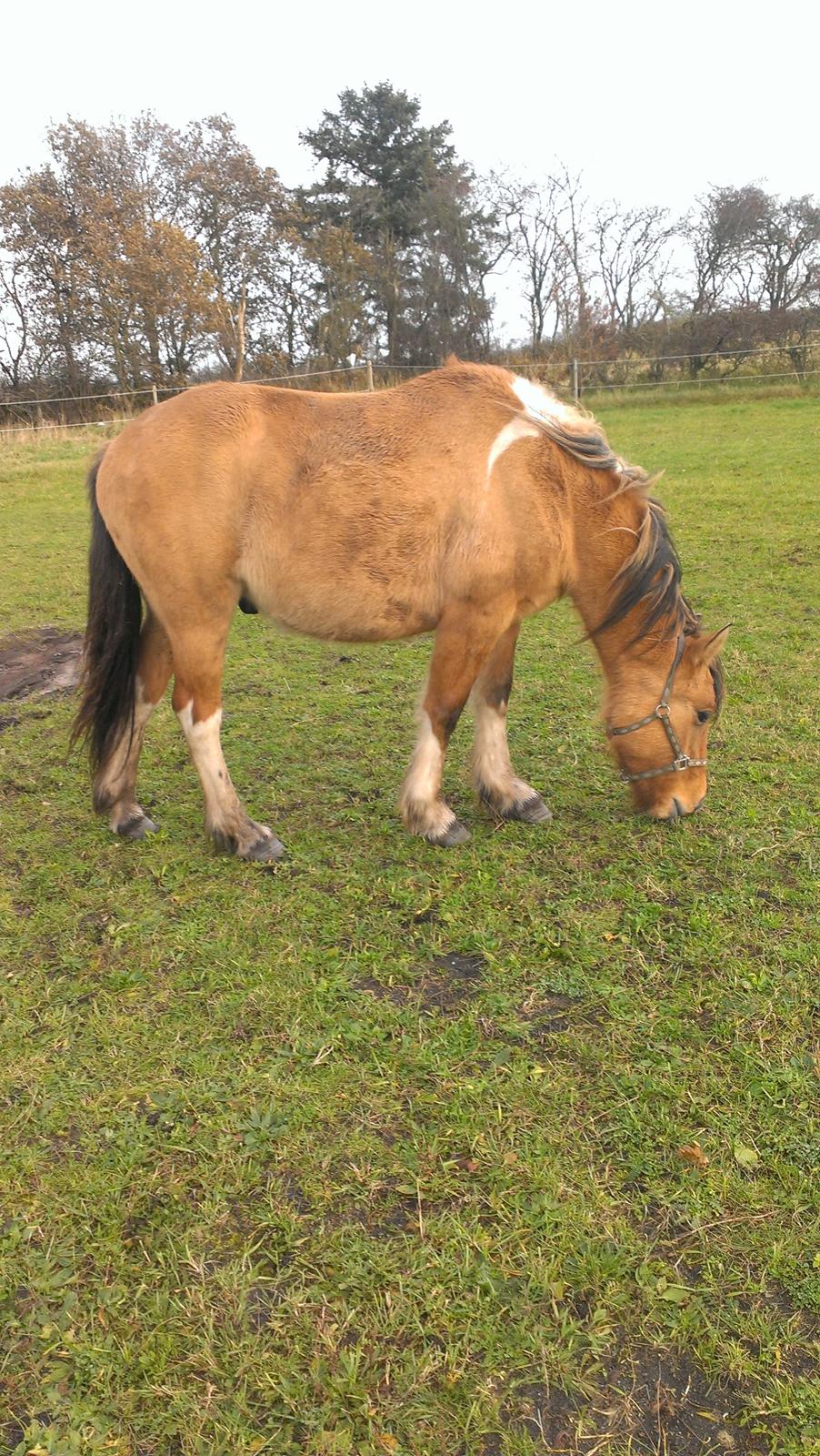 Anden særlig race Cody . - Har lige købt ham. D8-11-13. billede 17