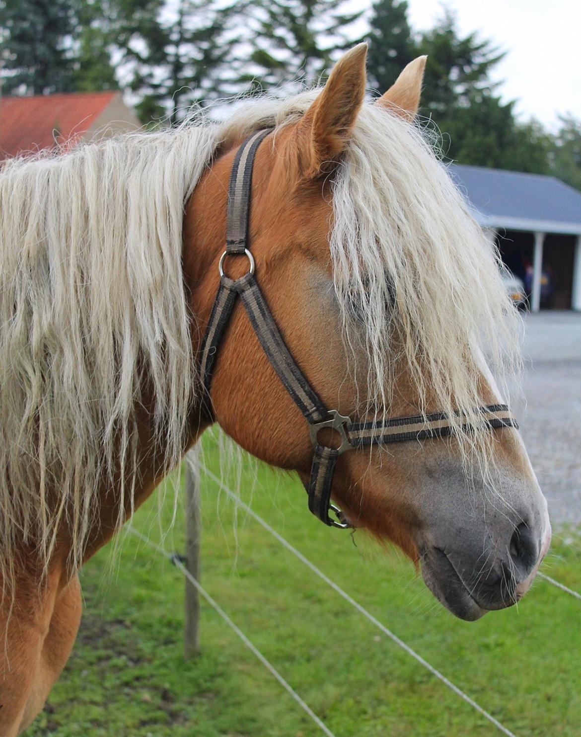 Tyroler Haflinger Tessa billede 1