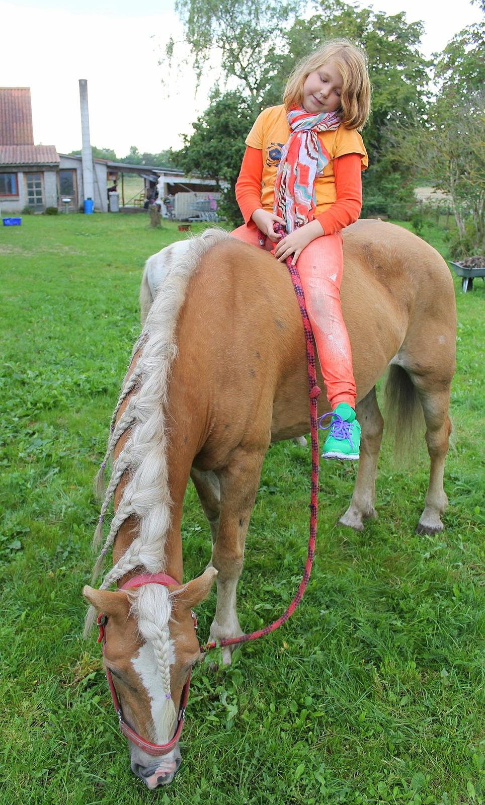 Tyroler Haflinger Tessa billede 2