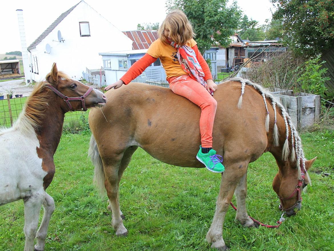 Tyroler Haflinger Tessa billede 3