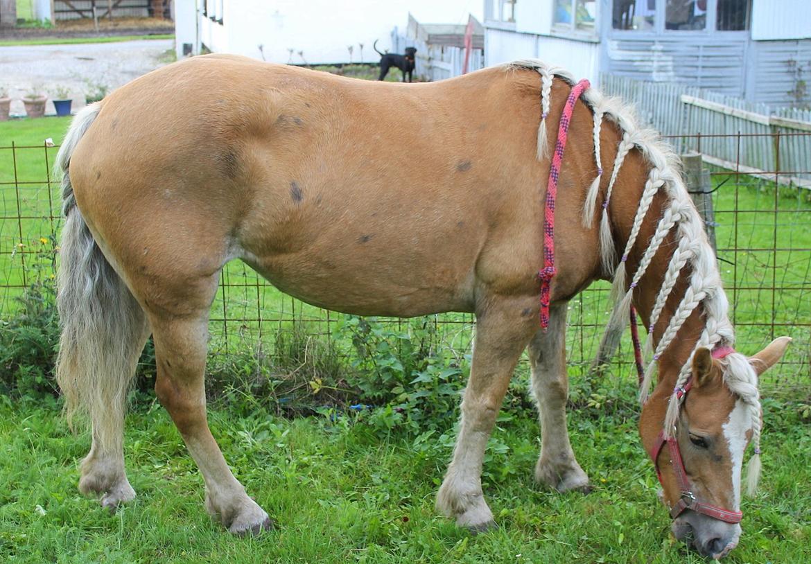 Tyroler Haflinger Tessa billede 18