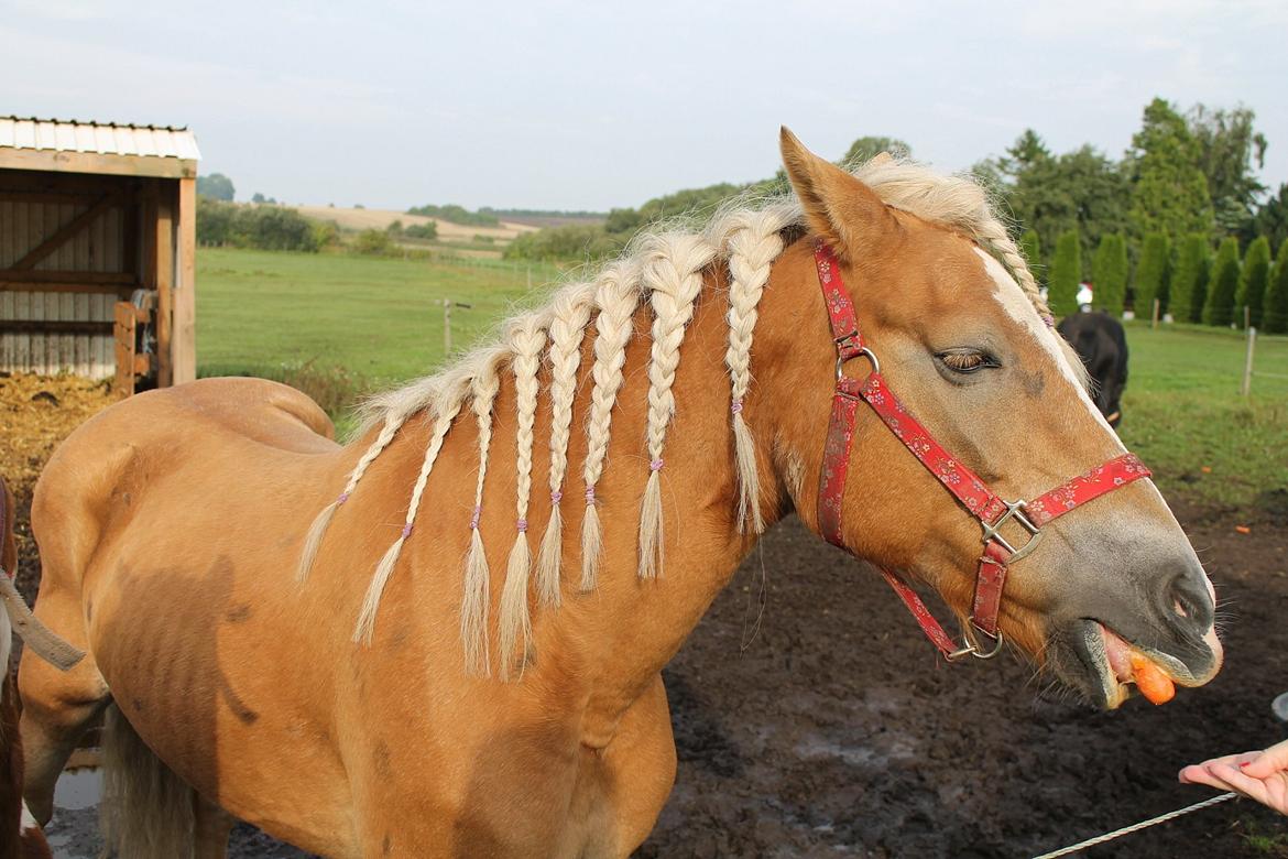 Tyroler Haflinger Tessa billede 17