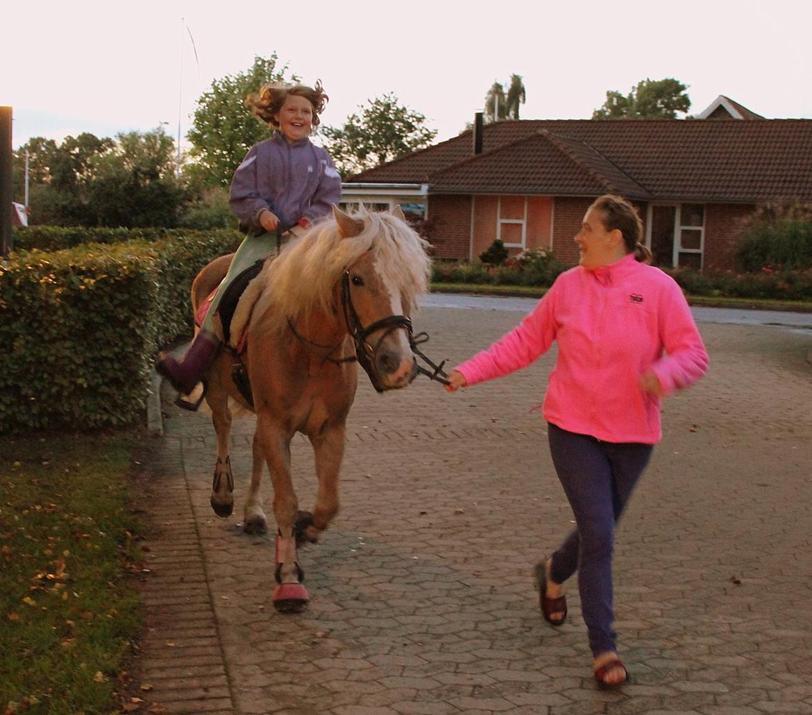 Tyroler Haflinger Tessa billede 5