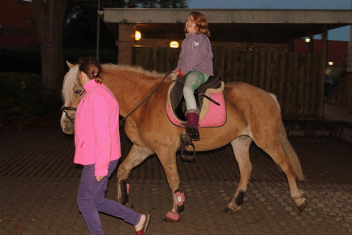 Tyroler Haflinger Tessa billede 4