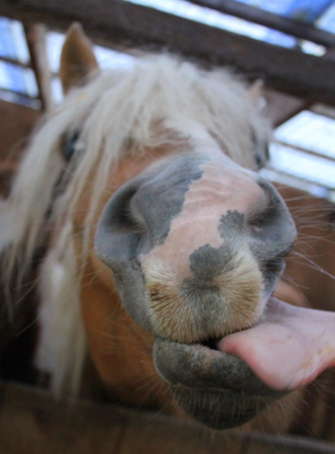 Tyroler Haflinger Tessa billede 16