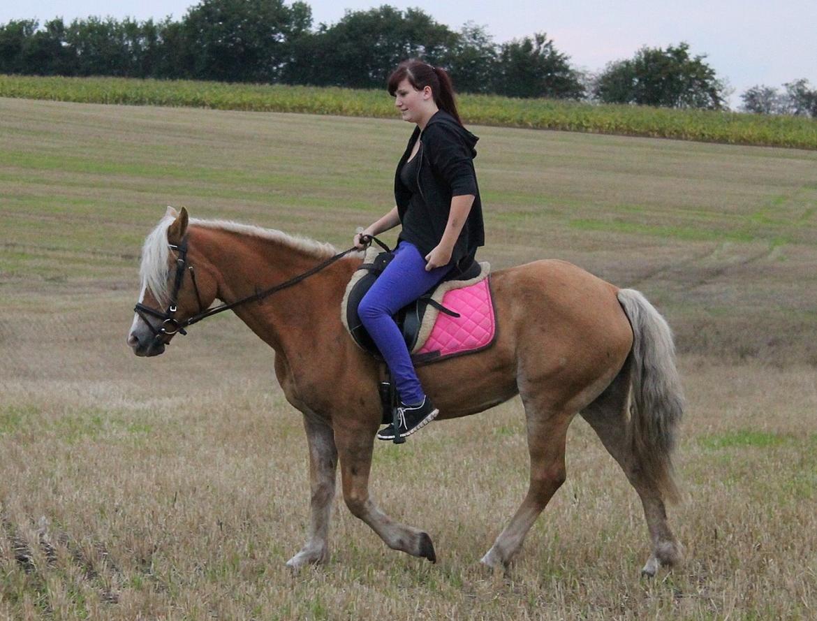 Tyroler Haflinger Tessa billede 6