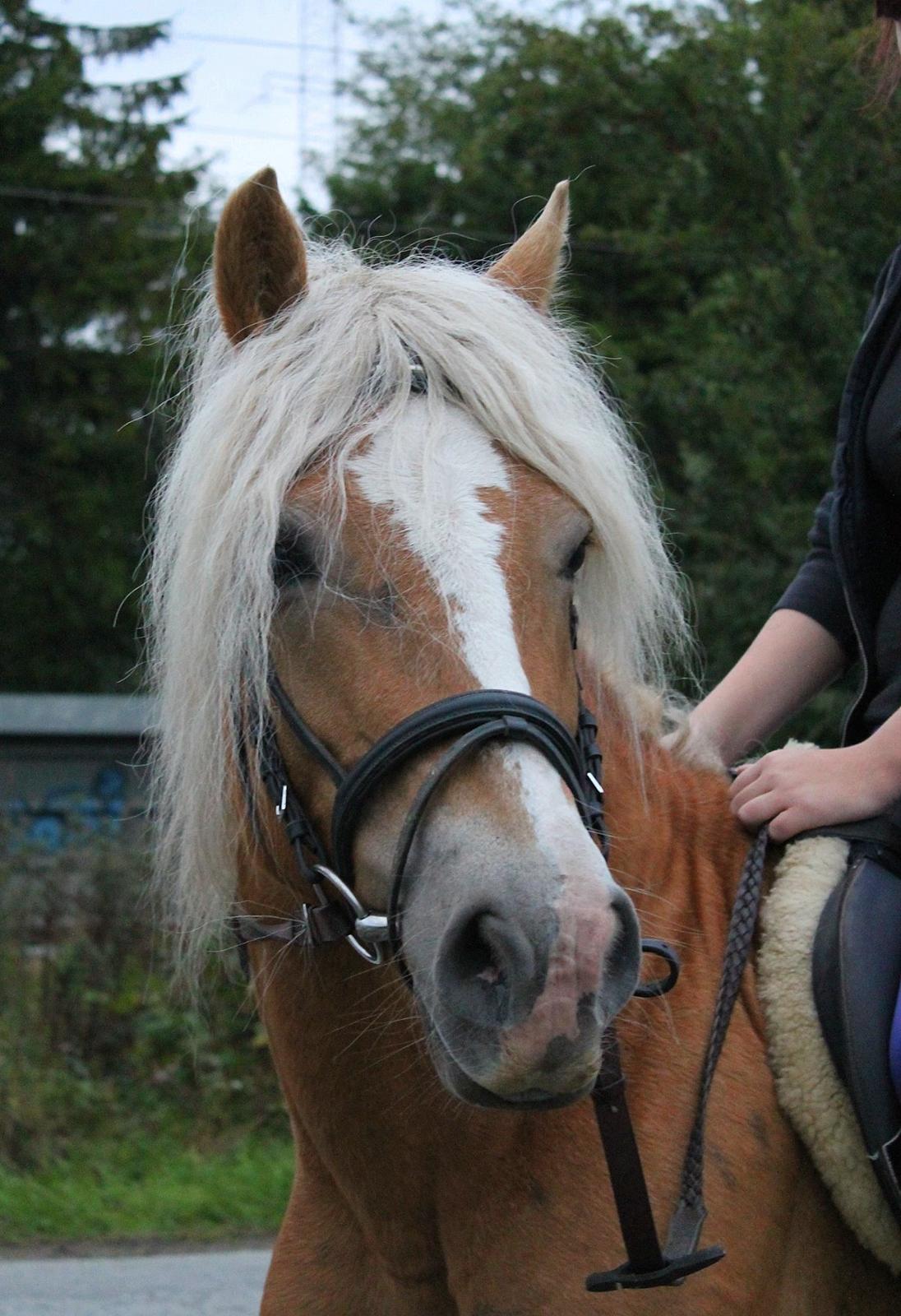 Tyroler Haflinger Tessa billede 11