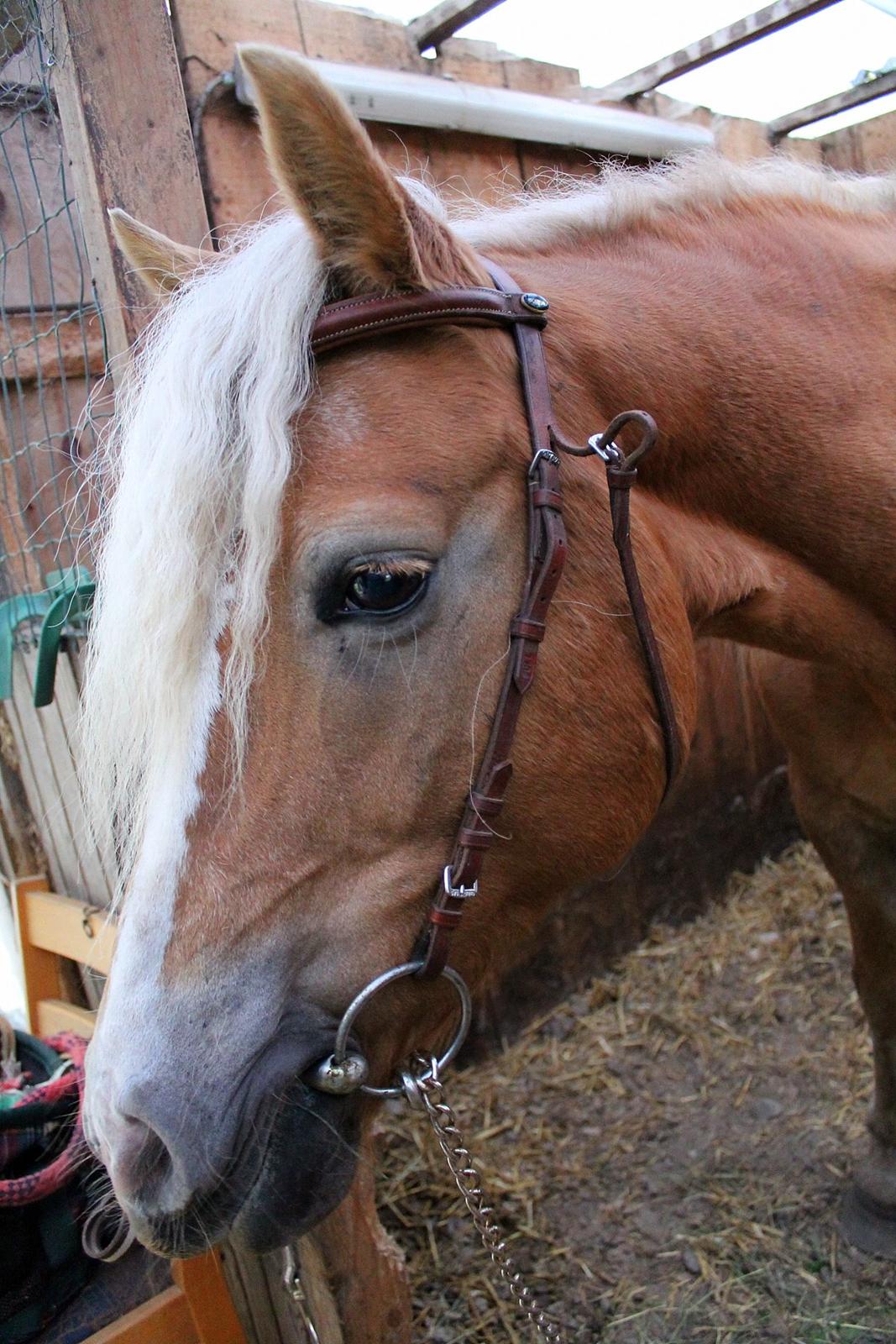 Tyroler Haflinger Tessa billede 15