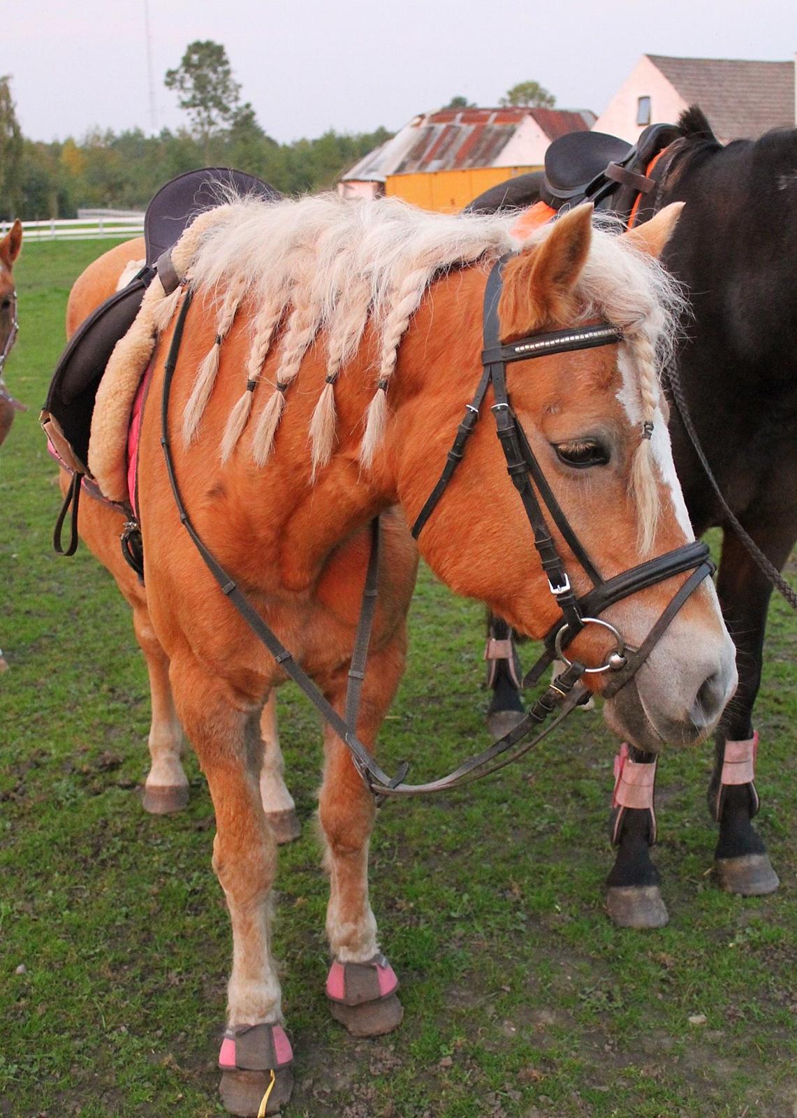 Tyroler Haflinger Tessa billede 13