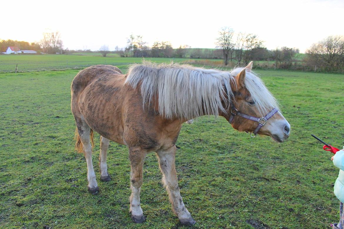 Tyroler Haflinger Tessa billede 19