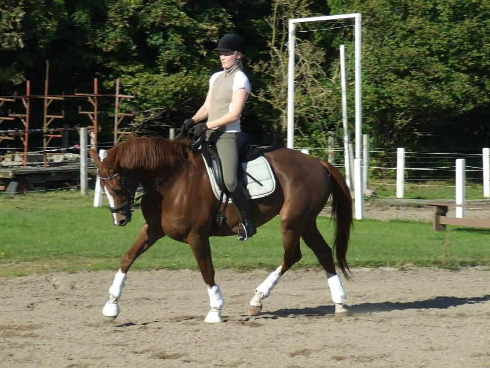 Trakehner Klokkeblomst Hedevig billede 2