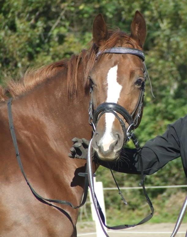 Trakehner Klokkeblomst Hedevig billede 1