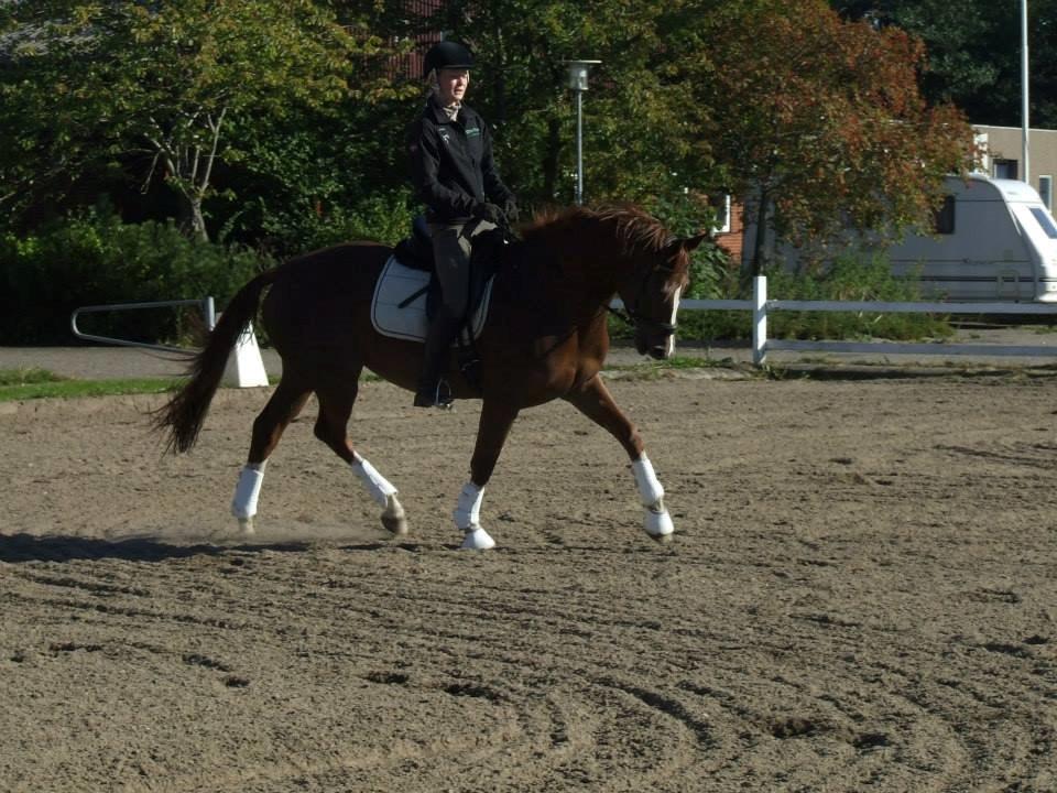 Trakehner Klokkeblomst Hedevig billede 6
