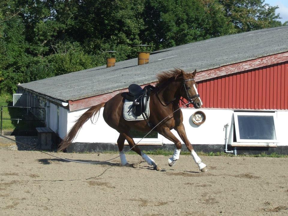 Trakehner Klokkeblomst Hedevig billede 8