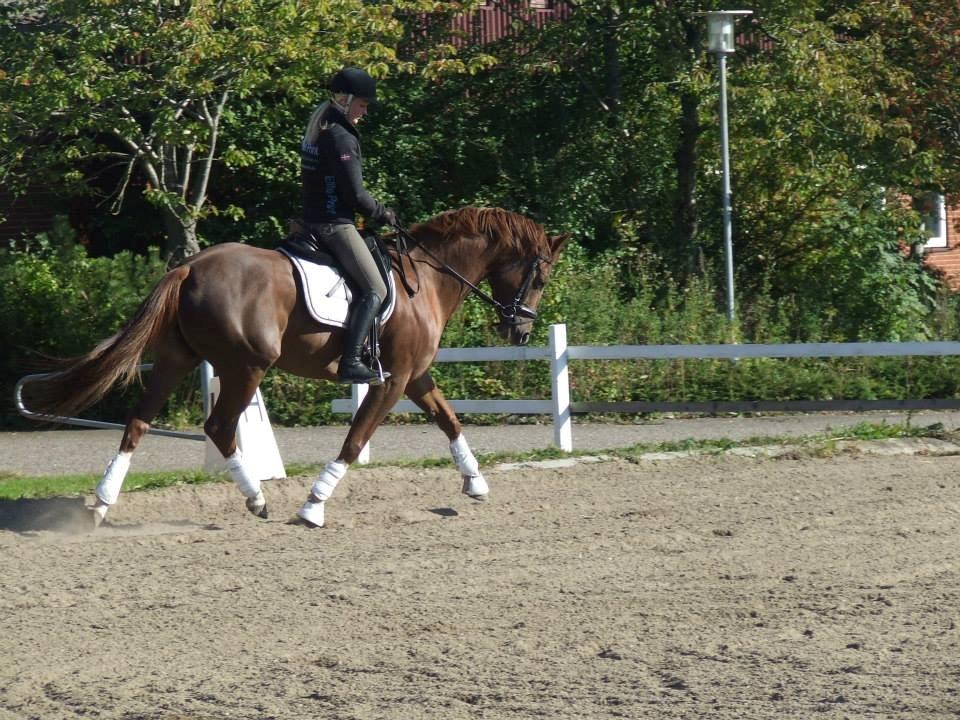 Trakehner Klokkeblomst Hedevig billede 10