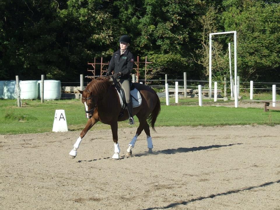 Trakehner Klokkeblomst Hedevig billede 11