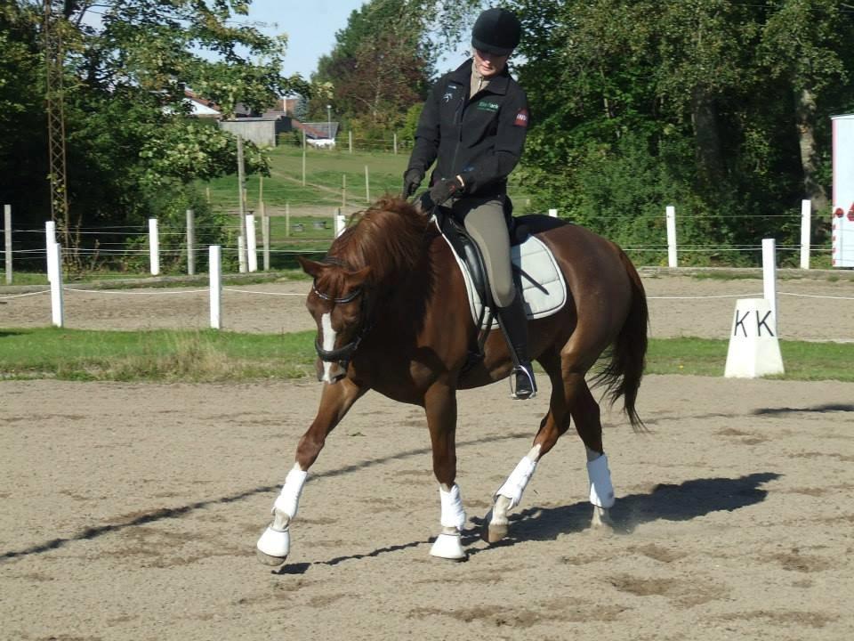 Trakehner Klokkeblomst Hedevig billede 14