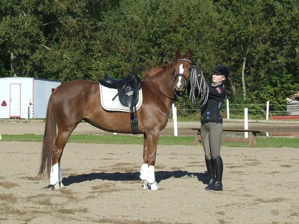 Trakehner Klokkeblomst Hedevig billede 4