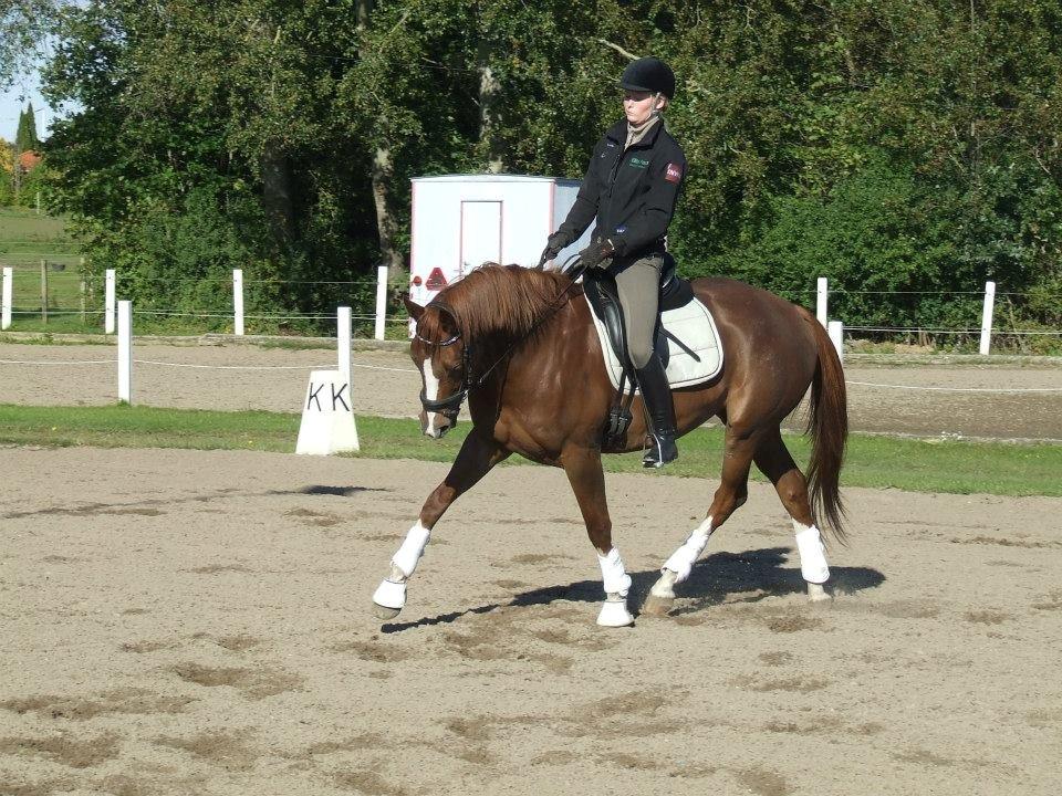 Trakehner Klokkeblomst Hedevig billede 15