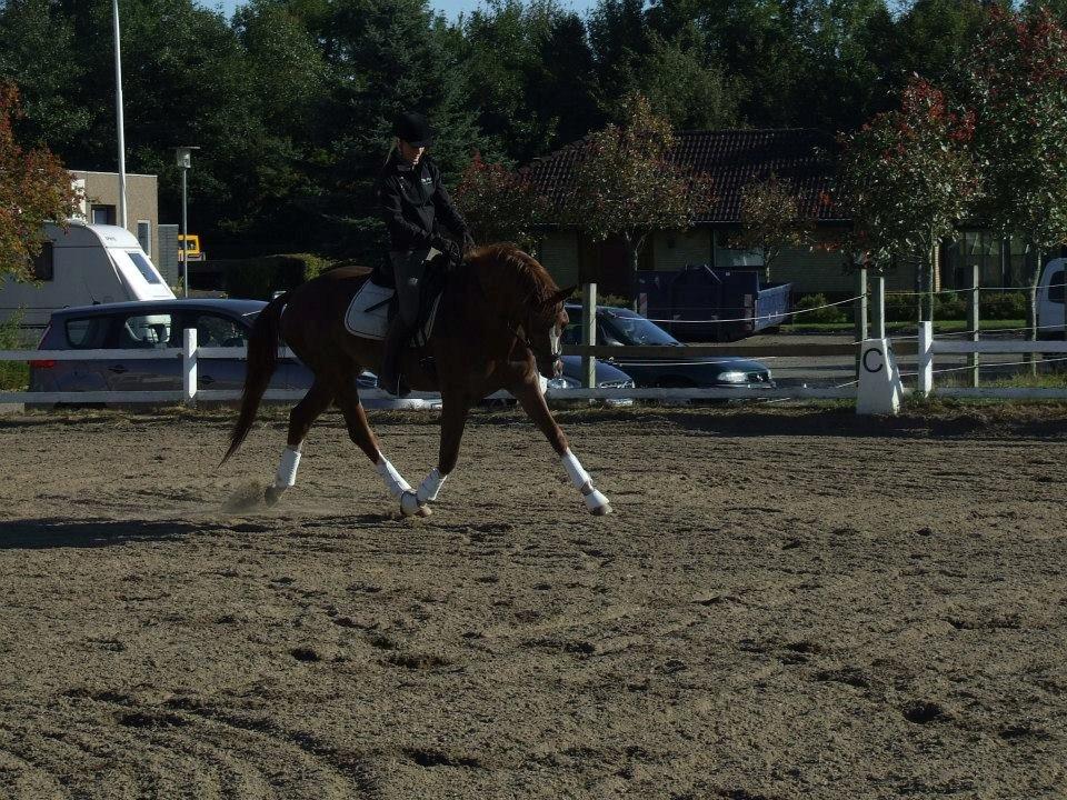 Trakehner Klokkeblomst Hedevig billede 17