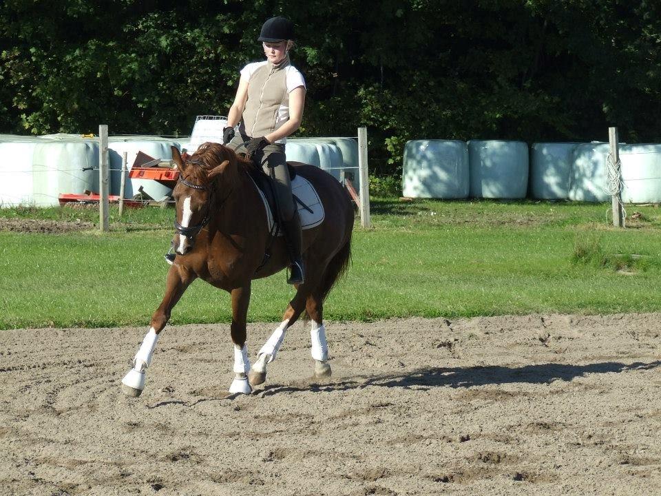 Trakehner Klokkeblomst Hedevig billede 19