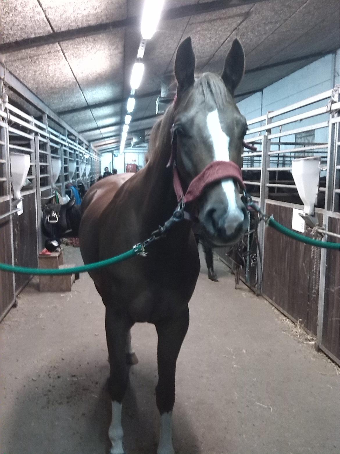 Trakehner Klokkeblomst Hedevig billede 20