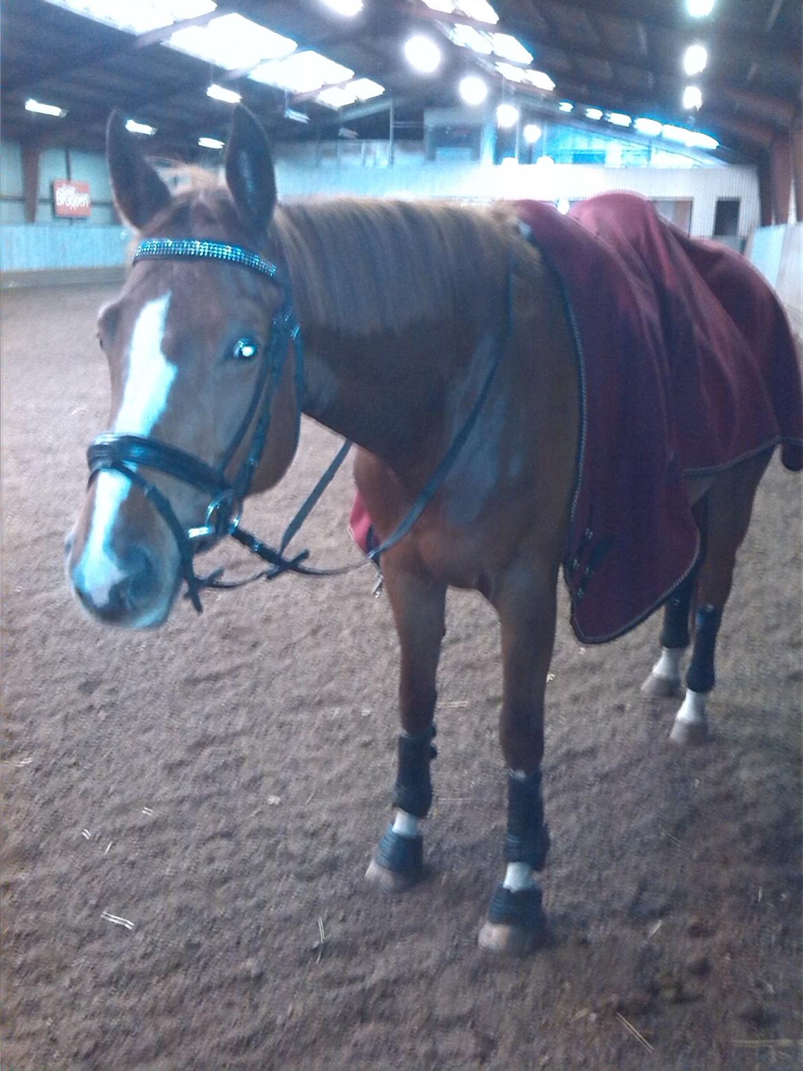 Trakehner Klokkeblomst Hedevig billede 13